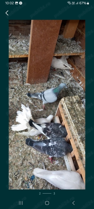 Vând porumbei voiajori, deparazitați, sanatosi si foarte frumoși, - imagine 2