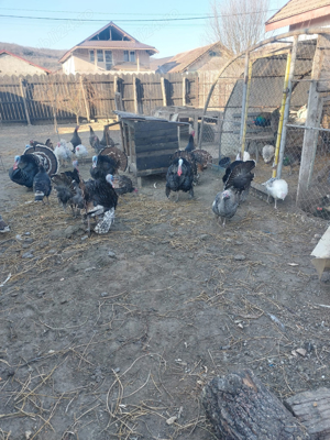 Vand curcani  - imagine 2