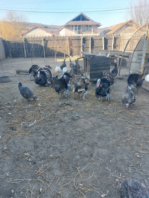 Vand curcani  - imagine 3