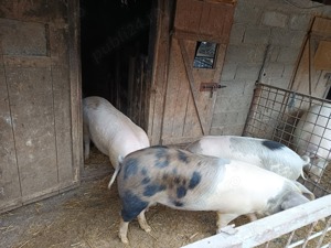 porci pentru sacrificare 