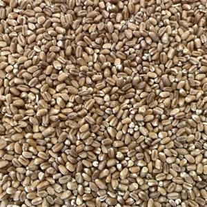 Cereale de vanzare - imagine 2