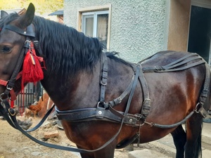 Vând ham puțin folosit 