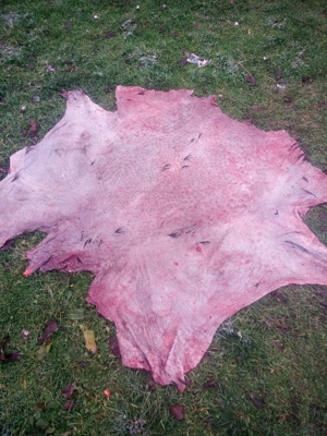 Piei de struți pusă la sare - imagine 2 Piei de struți pusă la sare - imagine 2