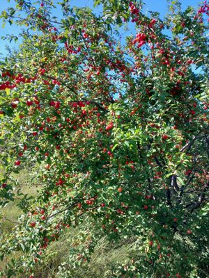 Vând țuică prună 42 grade