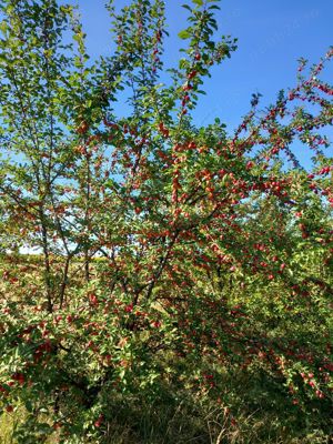 Vând țuică prună 42 grade. - imagine 2