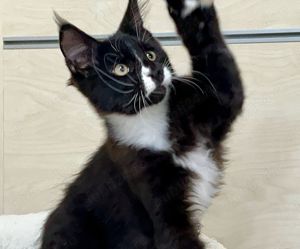 pui Maine Coon superbi, complet vaccinati, felisa autorizata