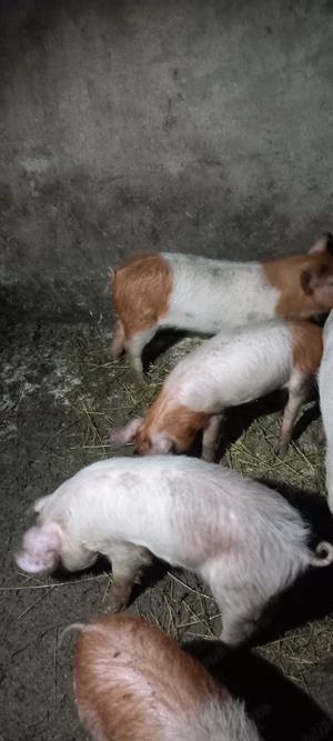 Purcei de vinzare