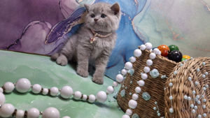 British Shorhair lila 