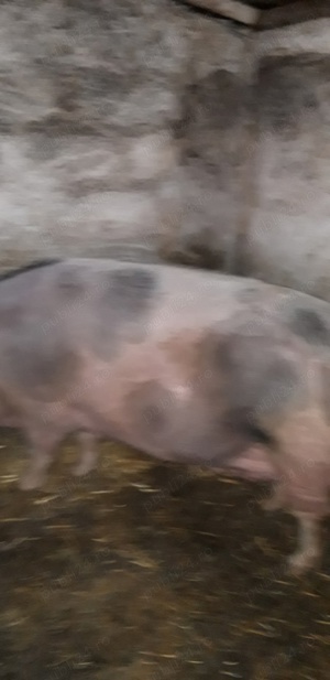 porci pentru sacrificare - imagine 2