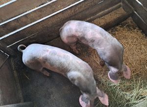 Disponibile spre vânzare ultimile 2 scrofițe pietrain  - imagine 2