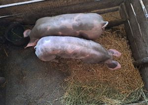 Disponibile spre vânzare ultimile 2 scrofițe pietrain  - imagine 4