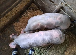 Disponibile spre vânzare ultimile 2 scrofițe pietrain  - imagine 5