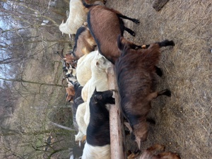 vind 24 de capre plus 2 țapi 