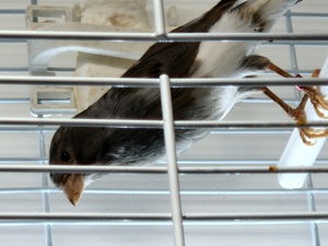 De vânzare canari  - imagine 4