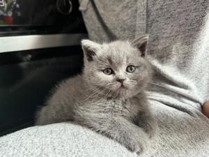 Pui de British Shorthair caută familii iubitoare!