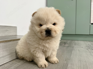 Chow chow 