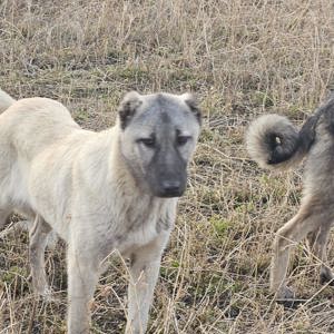 Kangal Disponibil - imagine 5 Kangal Disponibil - imagine 5