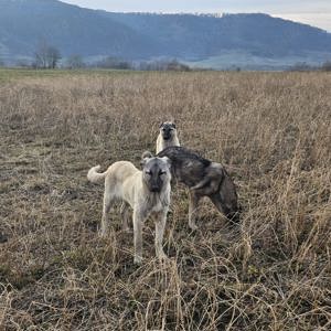 Kangal Disponibil - imagine 4 Kangal Disponibil - imagine 4