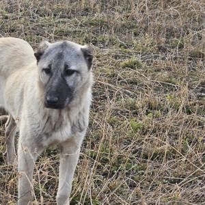 Kangal Disponibil - imagine 3 Kangal Disponibil - imagine 3