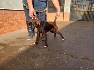 Fetița Boxer cu pedigree  - imagine 3