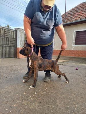 Fetița Boxer cu pedigree  - imagine 2