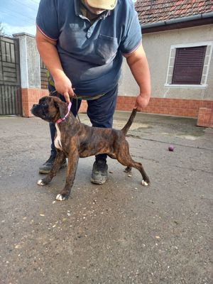 Fetița Boxer cu pedigree  - imagine 5