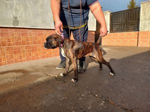 Fetița Boxer cu pedigree  - imagine 4