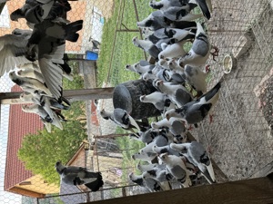 Porumbei jucatori galateni.