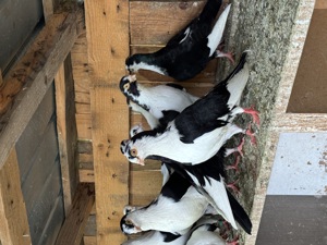 Porumbei jucatori galateni. - imagine 4