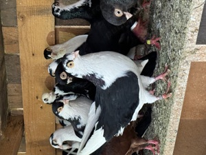 Porumbeii Jucatori de Galati.Galateni.