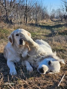 Golden retriever fetita - imagine 4
