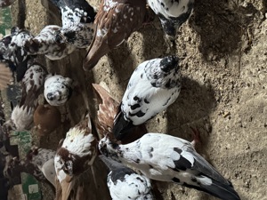 Porumbei tippleri englezi,bobati. - imagine 3