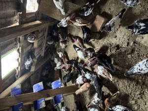 Porumbei Tippleri Bobati.