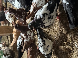 Porumbei tippleri englezi,bobati. - imagine 2