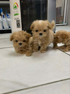 Maltipoo Mini Toy Apricot 