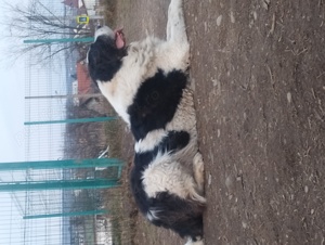 Ciobanesc romanesc de bucovina