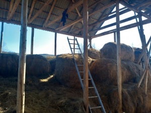 Disponibili baloți de fân 120 120.De foarte bună calitate