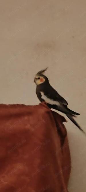 Vând nimfă mascul tânăr 