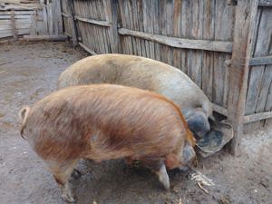 Porci de vânzare  - imagine 2