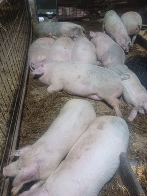 Porci de vanzare  - imagine 2