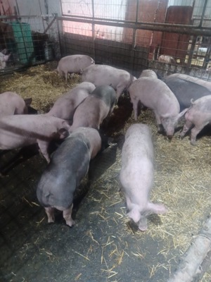 Porci de vanzare  - imagine 3