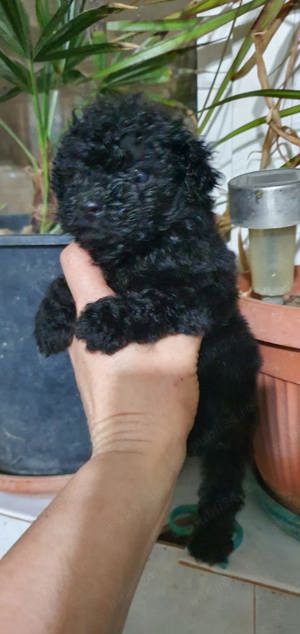 Pudel toy foarte mic