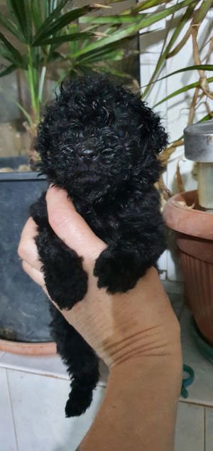 Pudel toy foarte mic - imagine 2