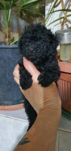 Pudel toy foarte mic - imagine 3