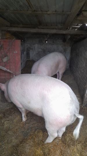 Vând jumate de porc 