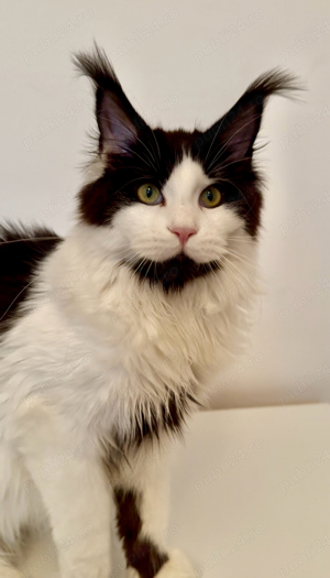 maine coon cu pedigree