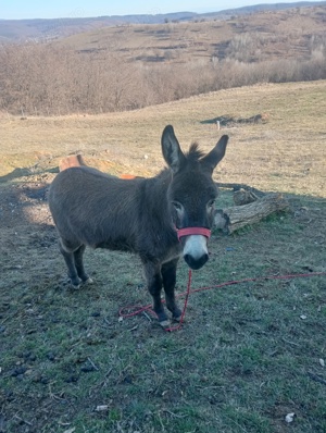 magar tanar - imagine 2