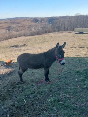 magar tanar - imagine 3