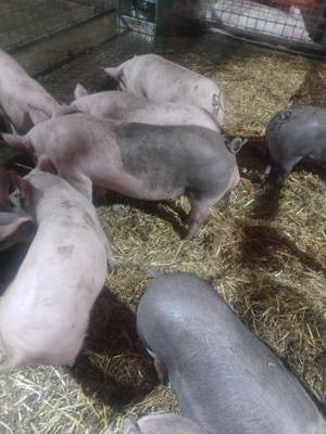 De vanzare porci crescuti natural - imagine 3