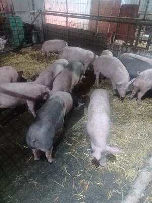 De vanzare porci crescuti natural